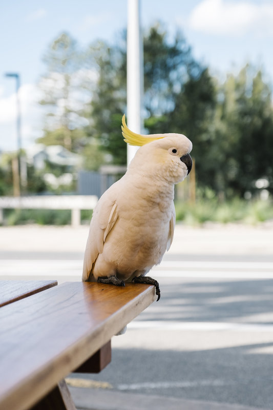 Alimentaci�n para aves