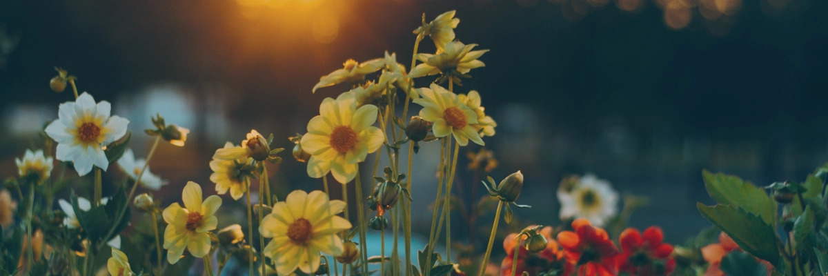 Flores para un funeral: Significado y consejos útiles