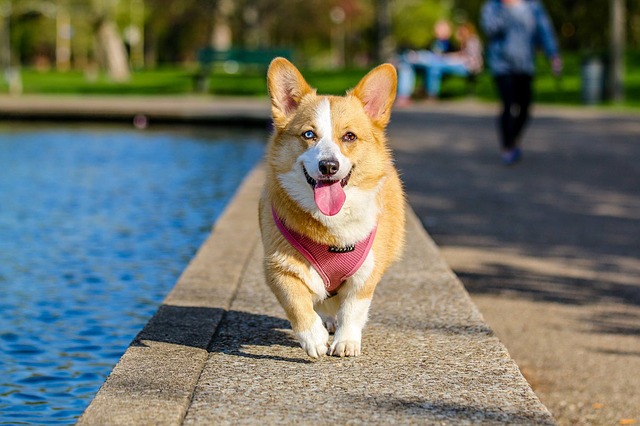 Consejos para mejorar la calidad de vida de tu mascota