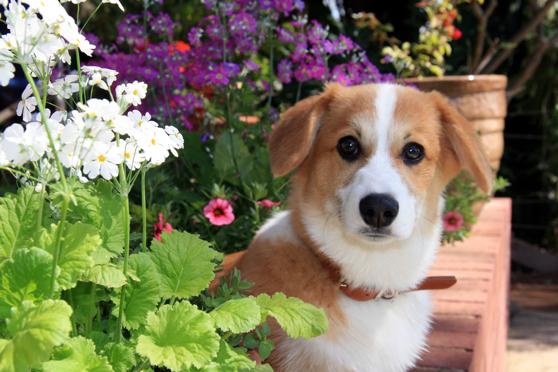 Como afecta la primavera a nuestros perros y cmo actuar